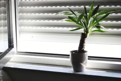 Close-up of potted plant on window sill