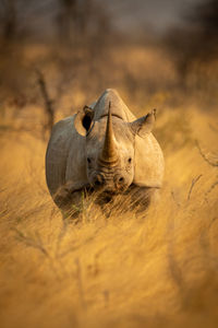 Black rhino stands in grass facing camera