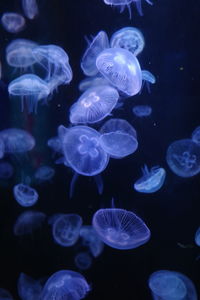 Close-up of jellyfish swimming in sea