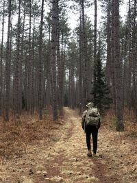 Rear view of woman walking amidst trees in forest