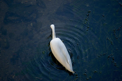 High angle view of bird swimming in lake