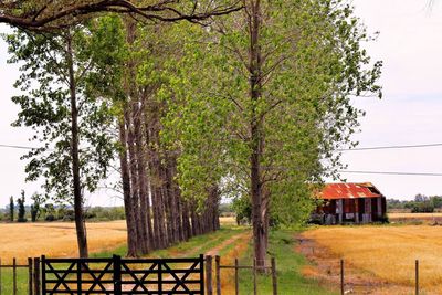 Trees in row on field