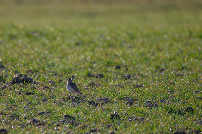 Bird perching on a field