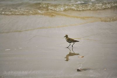 Bird perching on a beach