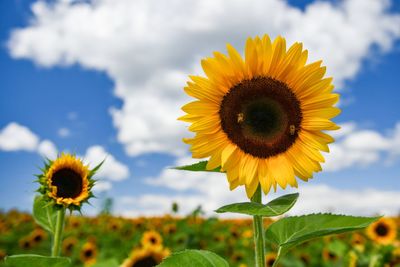 Close-up of sunflower against sky