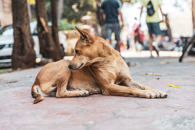 Close-up of dog