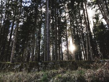 Low angle view of trees against sky