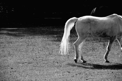 Horse grazing in the field