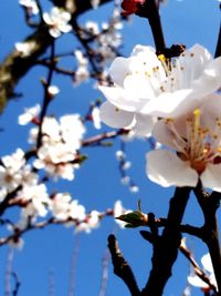 Close-up of white cherry blossom tree against sky