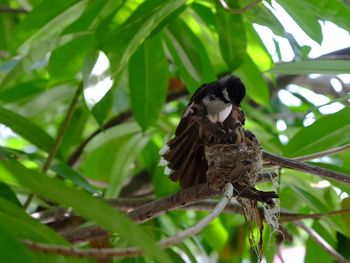 Bird perching on tree