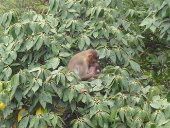 Monkey amidst trees and plants