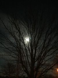 Low angle view of bare trees against sky at night