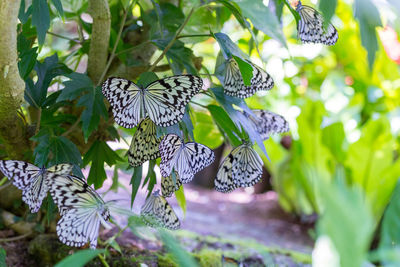 Close-up of butterfly on plant