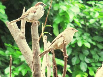 Bird perching on a tree