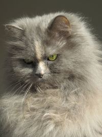 Close-up portrait of cat