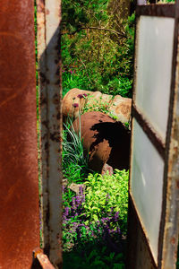 Close-up of potted plants in yard