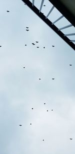 Low angle view of birds flying in sky