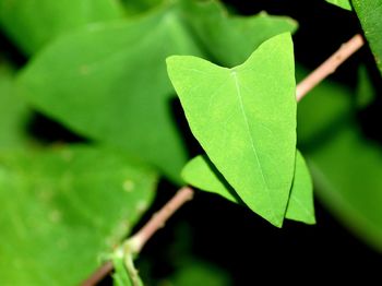 Close-up of plant