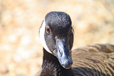 Close-up of black bird