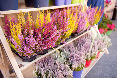 Colorful flowers in market