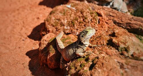 Close-up of lizard on rock