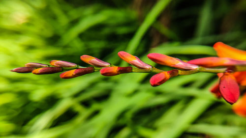 Close-up of red flowering plant