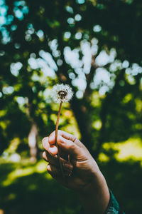 Close-up of hand holding dandelion