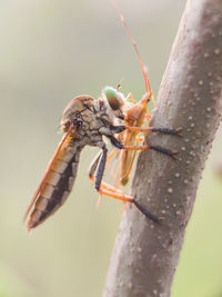 Close-up of insect