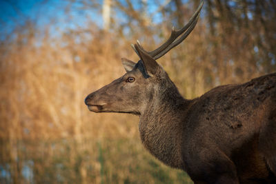 Side view of deer standing on land