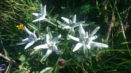 Close-up of white flowers blooming in field