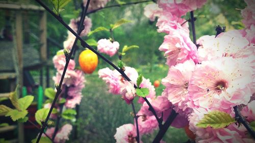 Close-up of pink flowers on tree