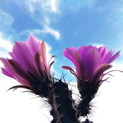 Close-up of pink flowering plant against sky