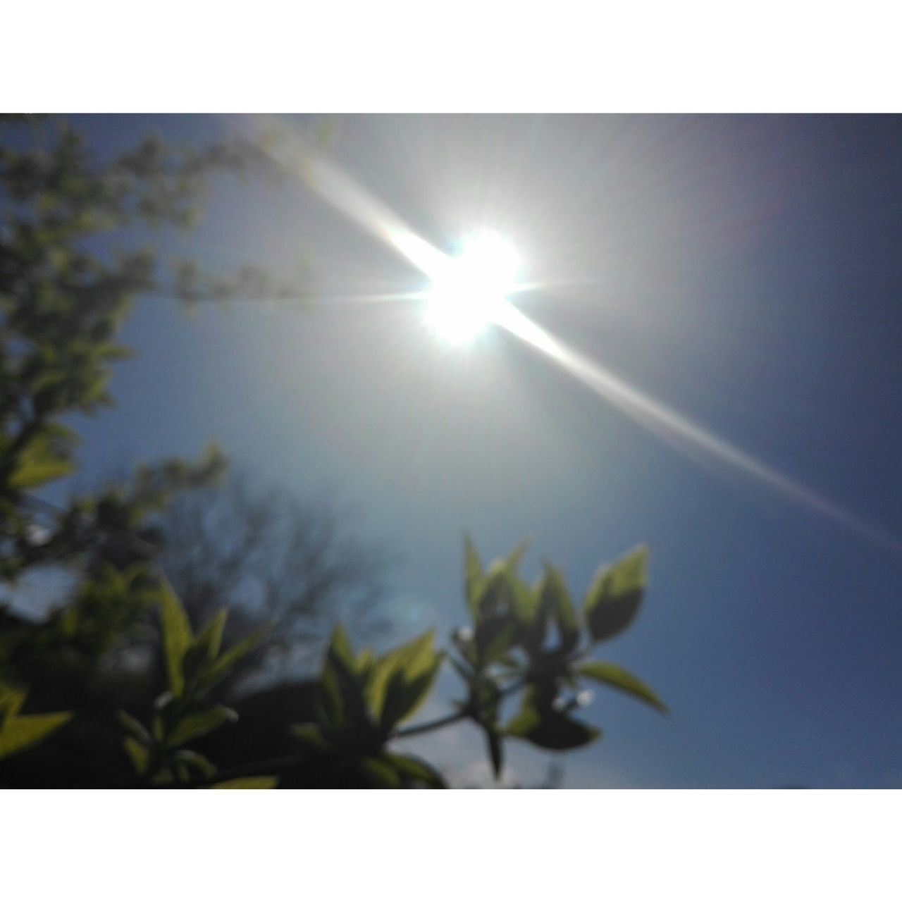 sun, sunlight, lens flare, sunbeam, nature, growth, plant, no people, beauty in nature, sky, outdoors, tranquility, shining, day, tree, close-up, freshness