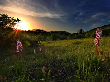 Scenic view of field against sky during sunset