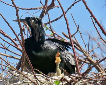 Low angle view of bird perching on a tree