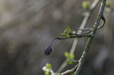 Close-up of berries on plant