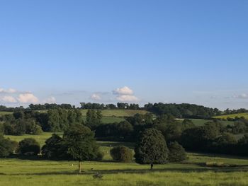 Trees on field against sky