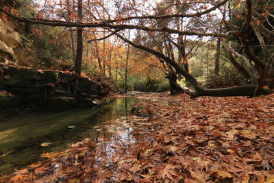 Trees in forest