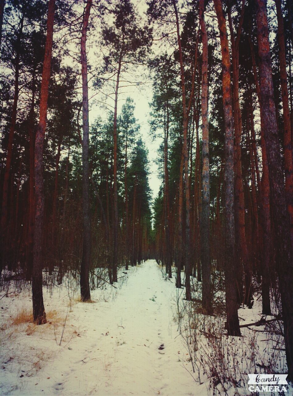 tree, snow, winter, cold temperature, season, tranquility, tranquil scene, nature, weather, forest, tree trunk, covering, beauty in nature, the way forward, landscape, woodland, scenics, growth, non-urban scene, white color