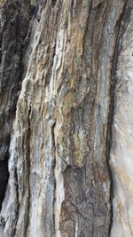 Full frame shot of tree trunk