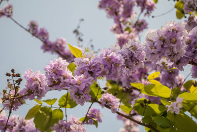 Close-up of pink cherry blossoms in spring