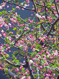 Low angle view of pink flowers blooming on tree