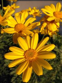 Close-up of yellow flower