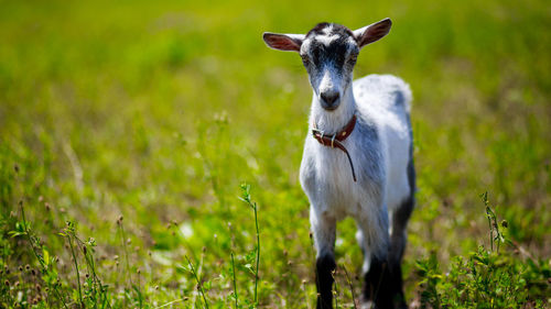 Portrait view of goat in field