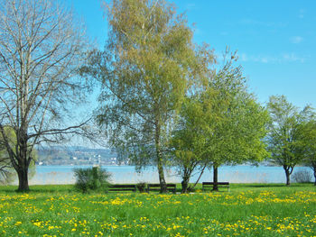 Scenic view of trees on field against sky