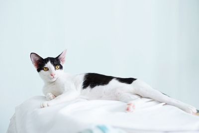 Portrait of cat lying on bed