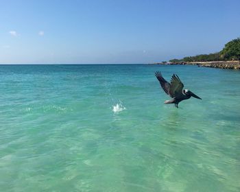 Side view of a bird flying over calm blue water