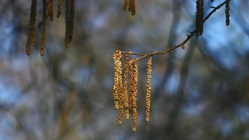 Close-up of frozen tree branch during winter