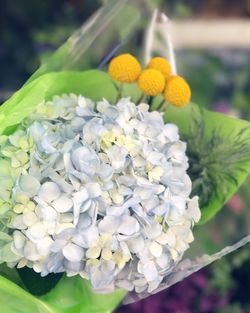 Close-up of flowers