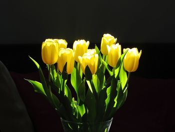 Close-up of yellow tulips in vase against black background